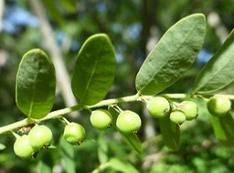 Phyllanthus casticum (2)