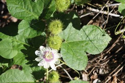 Poc-poc- Passiflora foetida - Passifloracée - exo