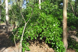 Pongame IMG_1022