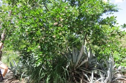 Pongame IMG_1041