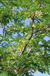 Tamarin - Tamarindus indica - Fabacée - exo