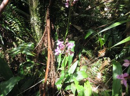 10. Calanthe sylvatica - ORCHIDACEAE-I