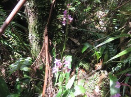 11. Calanthe sylvatica - ORCHIDACEAE-I