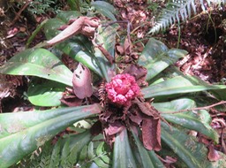 9. Inflorescence  en formation de Badula borbonica - Bois de savon - PRIMULACEAE  Myrsinacée