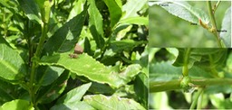 Acalypha integrifolia - Bois de violon - EUPHORBIACEAE - Indigène Réunion 