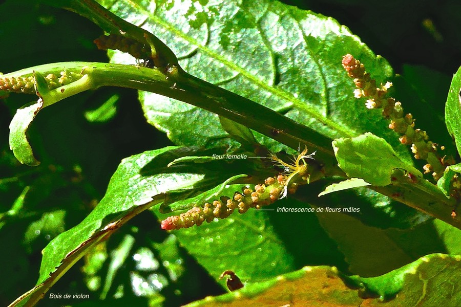 Acalypha integrifolia. bois de violon .( avec fleur femelle et inflorescences mâles. euphorbiaceae.indigène Réunion.P1025011
