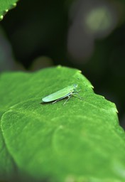 Acopsis_viridicans_CICADELLIDAE_Indigene_Reunion_MB2_5510b