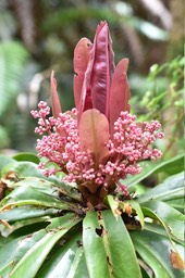 Badula borbonica - Bois de savon - PRIMULACEAE - Endémique Réunion