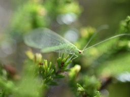 Borniochrysa_squamosa_Chrysope_CHRYSOPIDAE_Indigene_Reunion_MB2_5549b