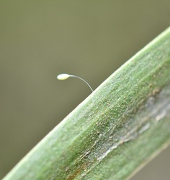 Borniochrysa_squamosa_Oeuf_de_chrysope_MB2_5545b