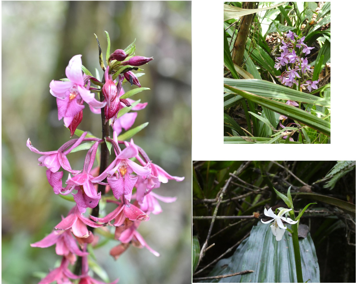Calanthe sylvatica - EPIDENDROIDEAE - Indigène Réunion