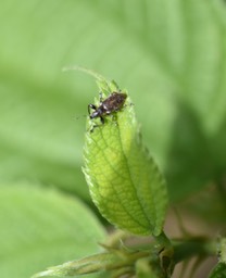 Cratopus_alboscutellatus_CURCULIONIDAE_endemique_Reunion_MB2_5541b