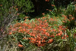 Crocosmia X crocosmiiflora - Montbretia - IRIDACEAE - EE 