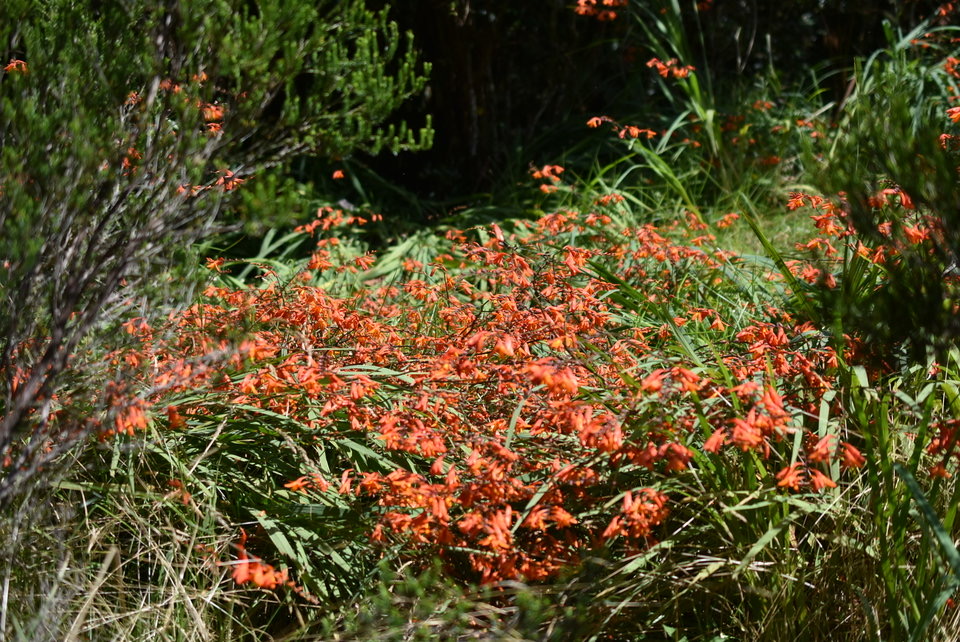 Crocosmia X crocosmiiflora - Montbretia - IRIDACEAE - EE 