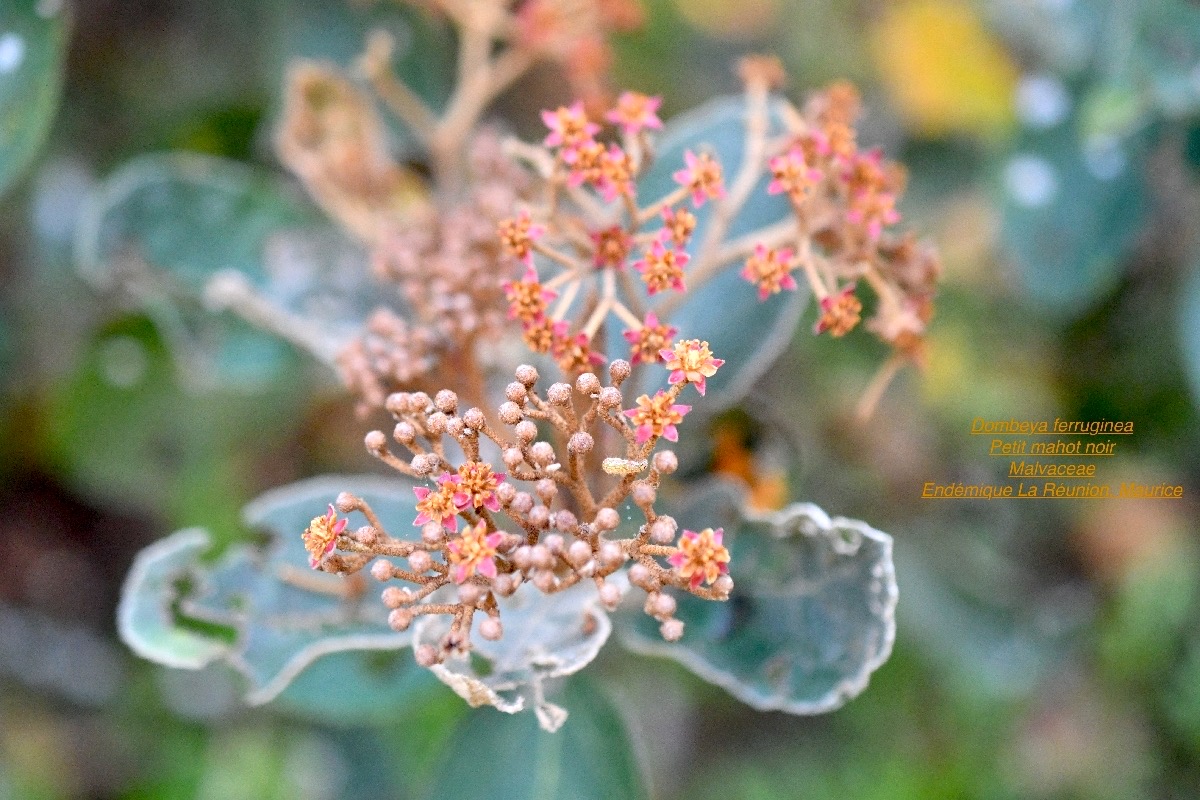 DSC_2586
