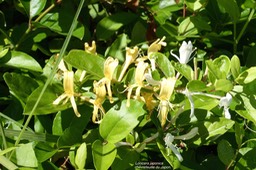 Lonicera japonica.chèvrefeuille du Japon.espèce envahissante.P1025058