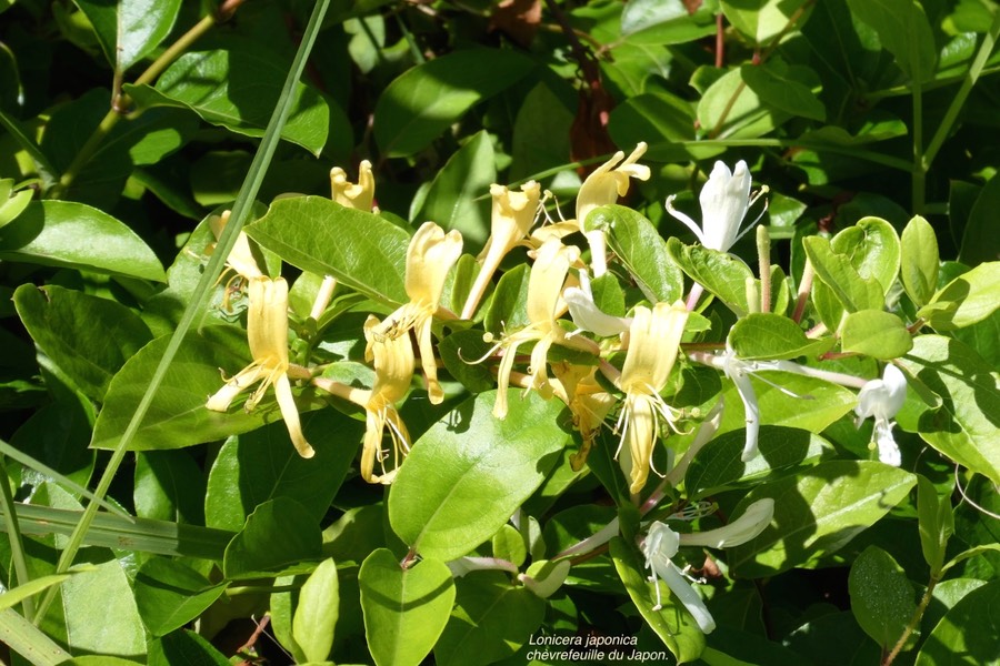 Lonicera japonica.chèvrefeuille du Japon.espèce envahissante.P1025058