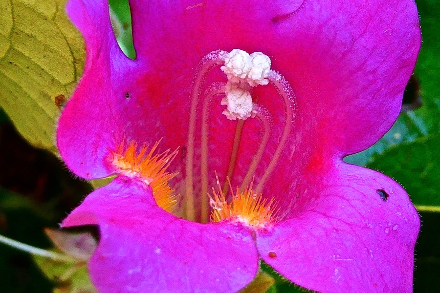 Lophospermum erubescens .liane trompette. plantaginaceae.espèce envahissante  P1024953