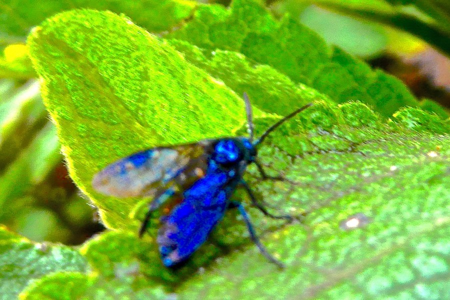 ??  papillon ? P1025307