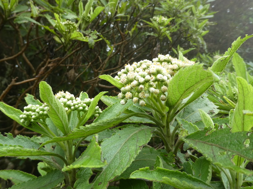 Psiadia amygdalina - ASTERACEAE - Endémique Réunion 