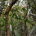 Badula_barthesia-Bois_de_savon-PRIMULACEAE-Endemique_Reunion-MB3_5196.jpg