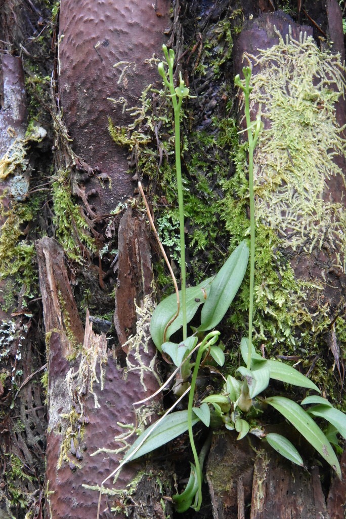 Liparis_scaposa-EPIDENDROIDEAE Endémique_Reunion-MB3_5183.jpg