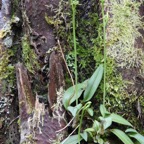 Liparis_scaposa-EPIDENDROIDEAE Endémique_Reunion-MB3_5183.jpg