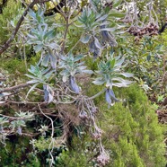 1. Helichrysum heliotropifolium Velours blanc ASTERACEE Endémique.jpeg