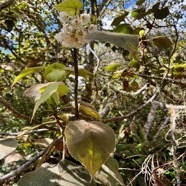 4. Dombeya ??? reclinata Mahot rouge Malvaceae Endémique La Réunion.jpeg