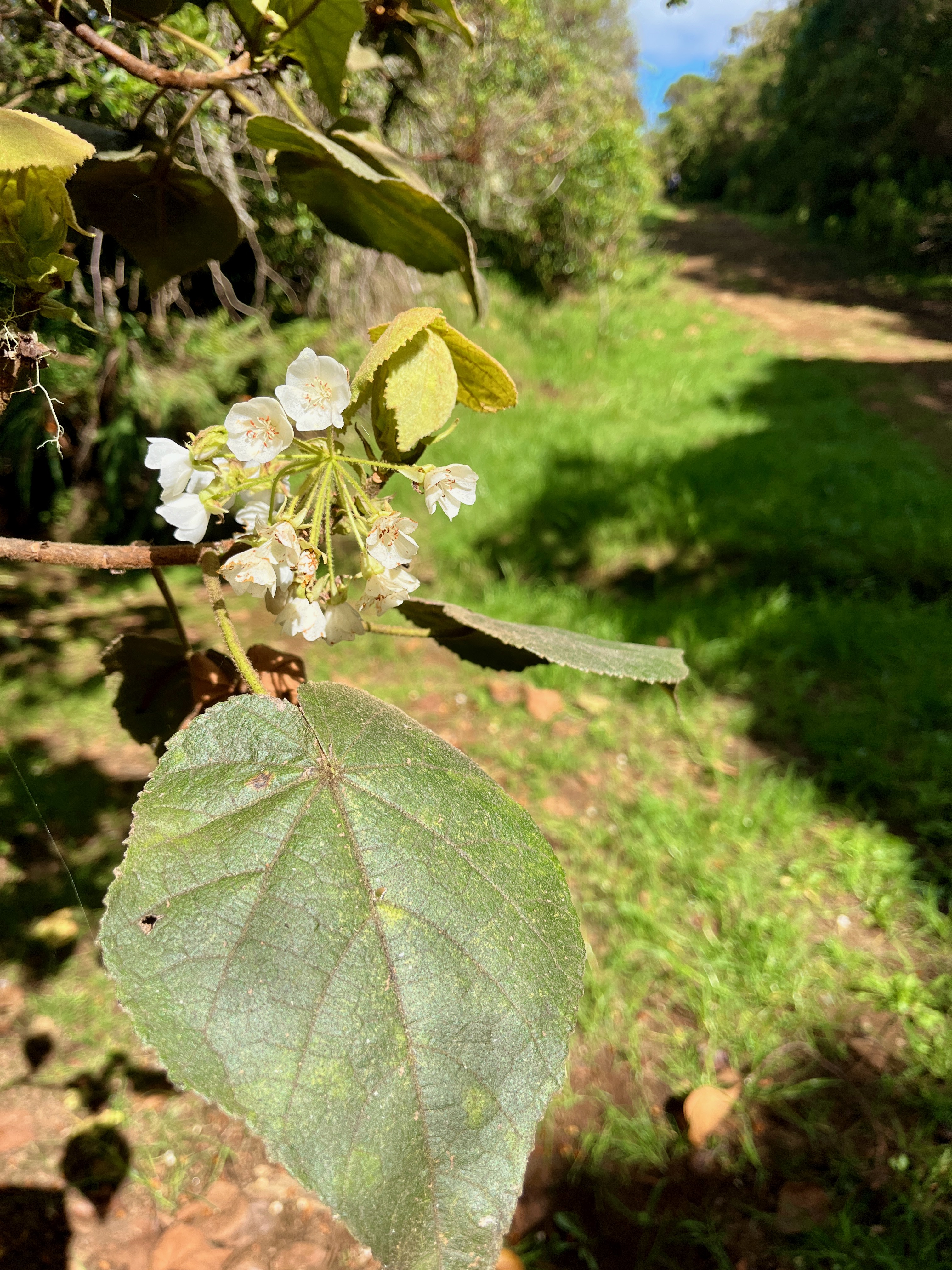5. Dombeya ??? reclinata Mahot rouge Malvaceae Endémique La Réunion.jpeg