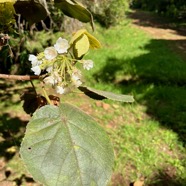 5. Dombeya ??? reclinata Mahot rouge Malvaceae Endémique La Réunion.jpeg