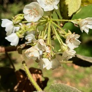 6.  Dombeya ??? reclinata Mahot rouge Malvaceae Endémique La Réunion.jpeg