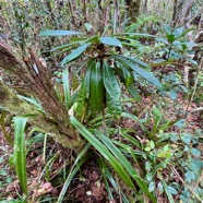 8. Badula borbonica Bois de savon Primul aceae Endémique La Réunion.jpeg