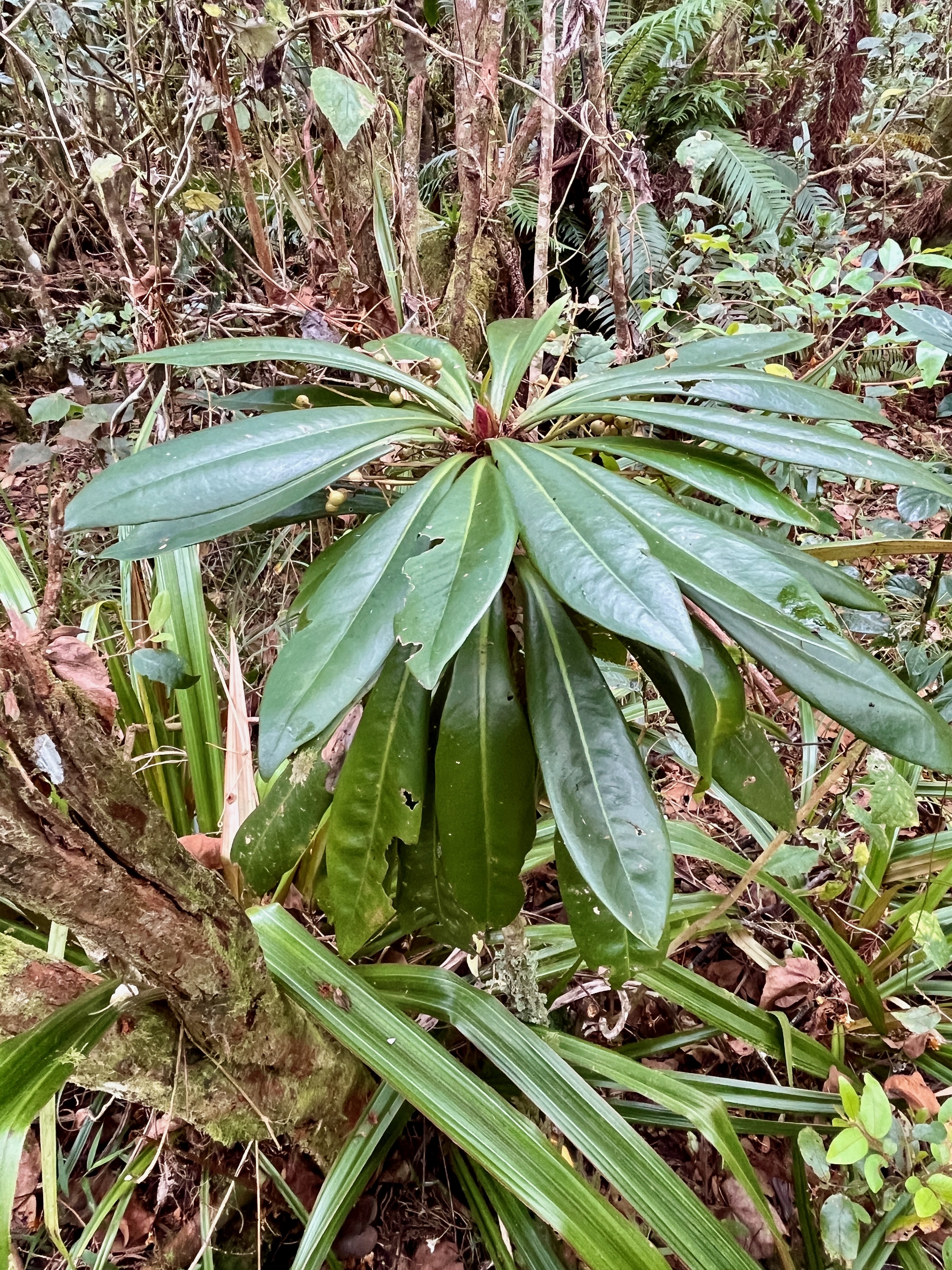 9. Badula borbonica Bois de savon Primul aceae Endémique La Réunion.jpeg