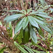 9. Badula borbonica Bois de savon Primul aceae Endémique La Réunion.jpeg