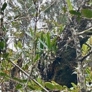 10 Jumellea triquetra Orchidaceae Endémique La Réunion.jpeg