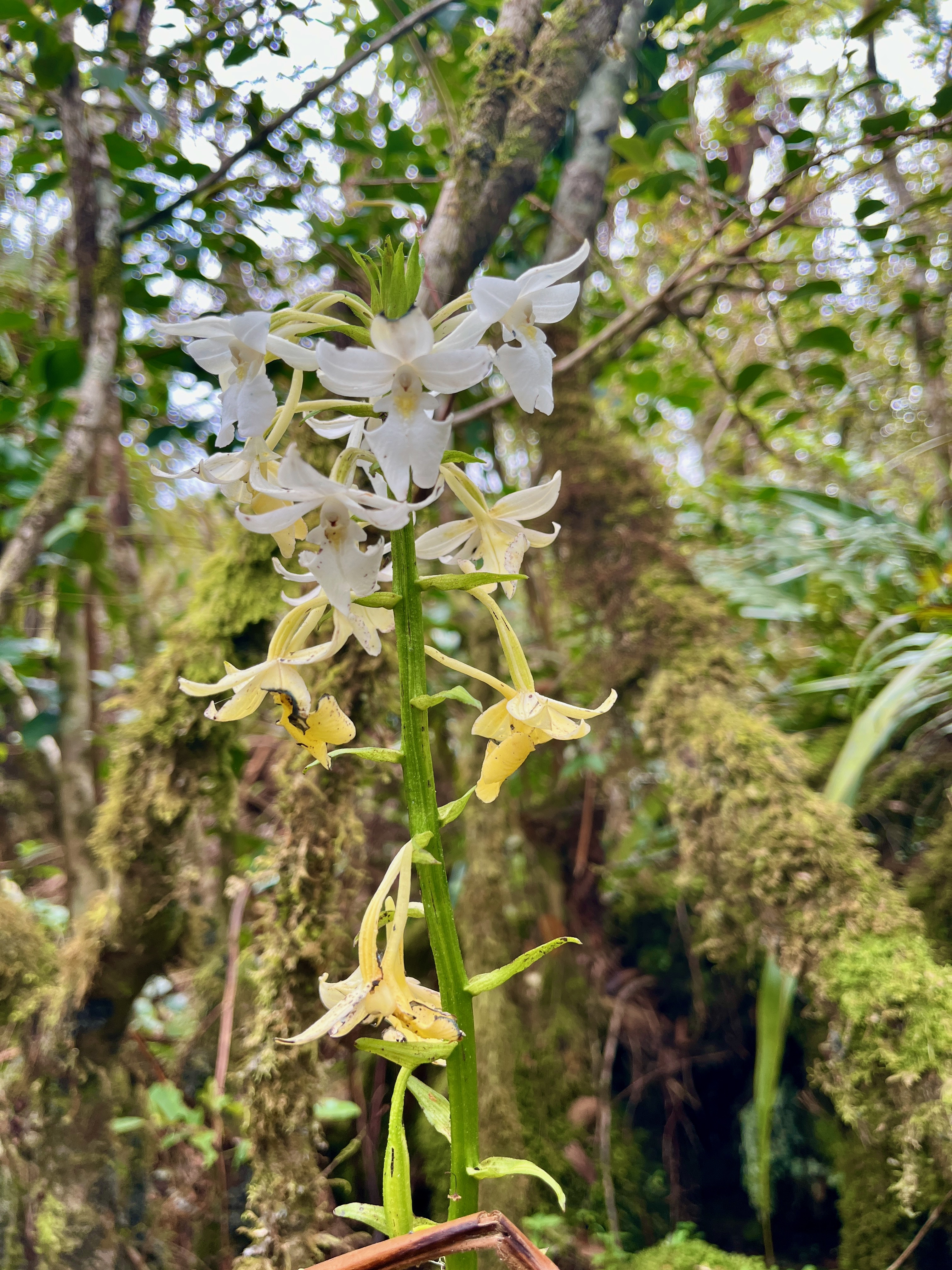 12. Calanthe sylvatica Orchidaceae Indigène La Réunion.jpeg
