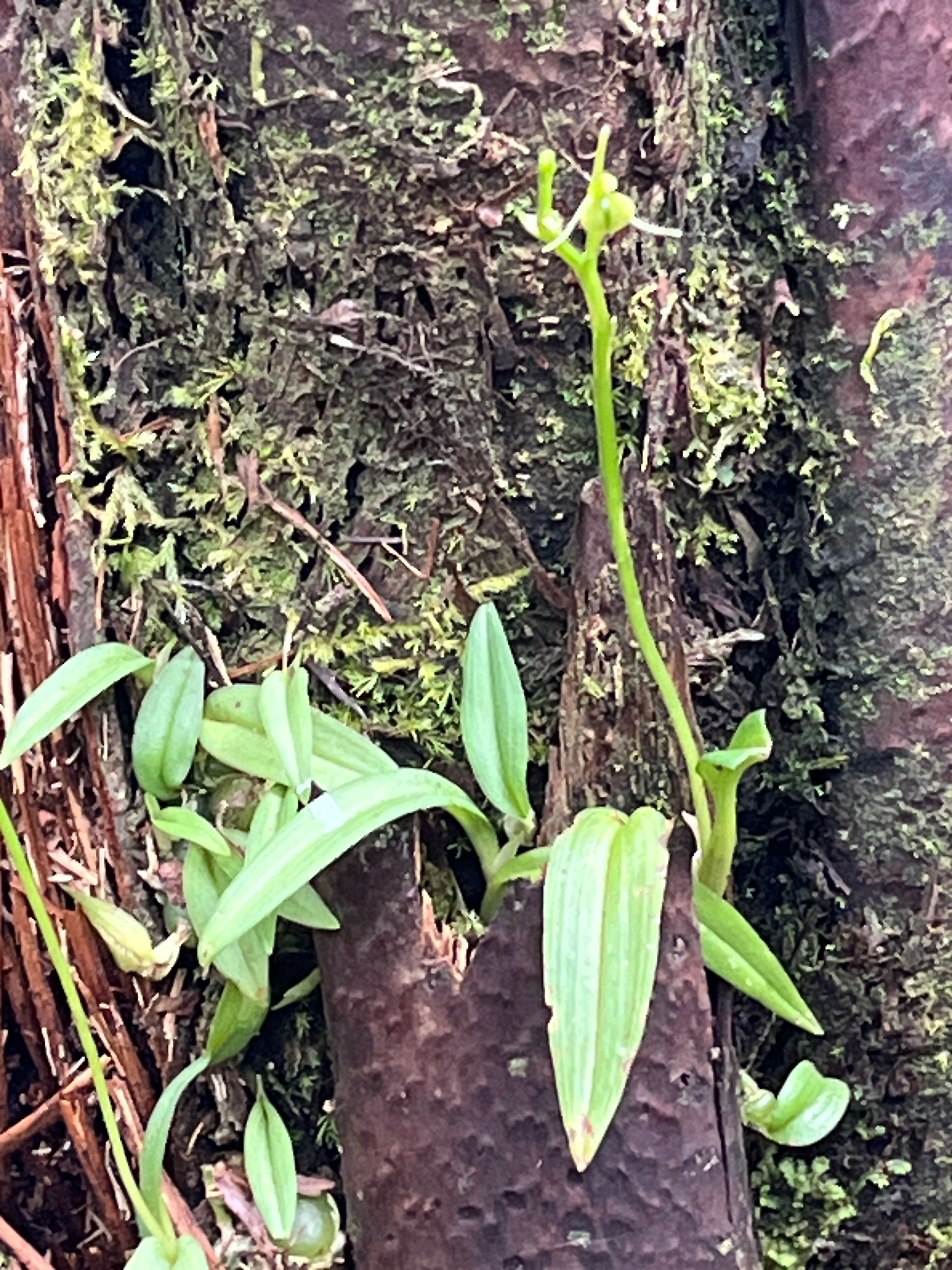 14. Liparis scaposa Orchidaceae En démique La Réunion.jpeg
