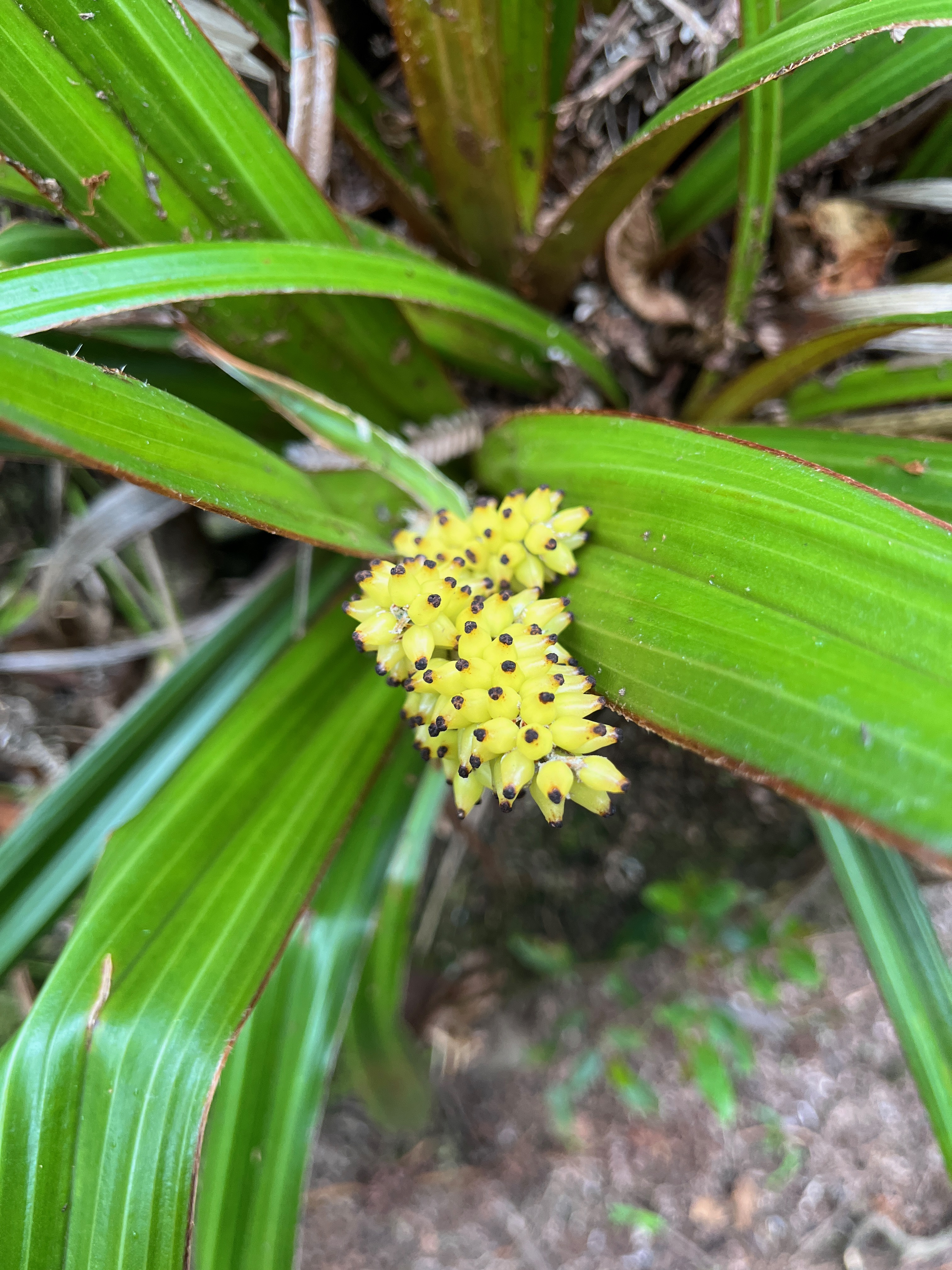 17. Astelia hemichrysa Ananas marron Astel iaceae Endémique La Réunion.jpeg