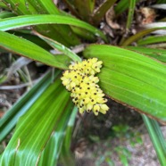 17. Astelia hemichrysa Ananas marron Astel iaceae Endémique La Réunion.jpeg