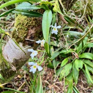 19. Beclardia macrostachya Orchidaceae Endémique Madagascar et Mascareignes.jpeg