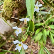 20. Beclardia macrostachya Orchidaceae Endémique Madagascar et Mascareignes.jpeg
