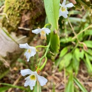 21. Beclardia macrostachya Orchidaceae Endémique Madagascar et Mascareignes.jpeg