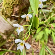 22. Beclardia macrostachya Orchidaceae Endémique Madagascar et Mascareignes IMG_9102.JPG.jpeg