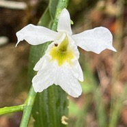 25. Beclardia macrostachya Orchidaceae Endémique Madagascar et Mascareignes.jpeg