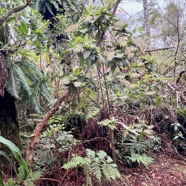 26. Bertiera rufa - Bois de raisin - Rubiacée - R.jpeg