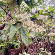 27. Inflorescence Bertiera rufa - Bois de raisin - Rubiacée - R.jpeg