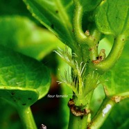 Acalypha integrifolia.bois de Charles.bois de violon. euphorbiaceae;endémique Madagascar Mascareignes..jpeg