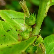 Acalypha integrifolia.bois de Charles.bois de violon.( fruit en formation )  euphorbiaceae;endémique Madagascar Mascareignes..jpeg