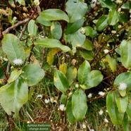 Aphloia theiformis.change écorce.aphloiaceeae.indigène Réunion..jpeg